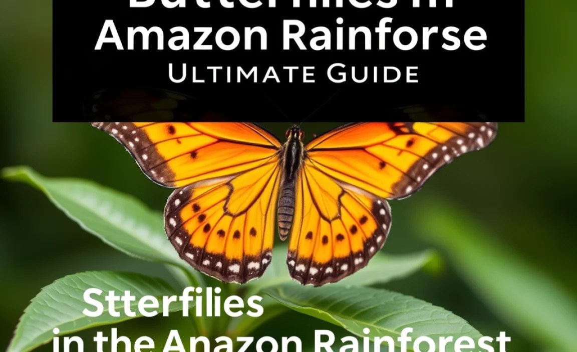 Butterfly Conservation in the Amazon Rainforest