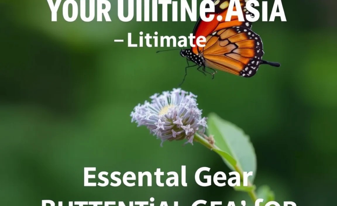 Essential Gear for Butterfly Watching