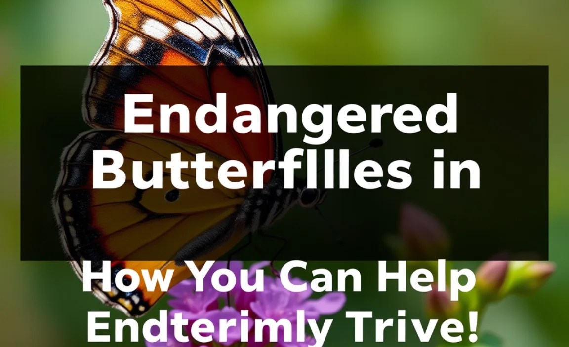 How You Can Help Endangered Butterflies