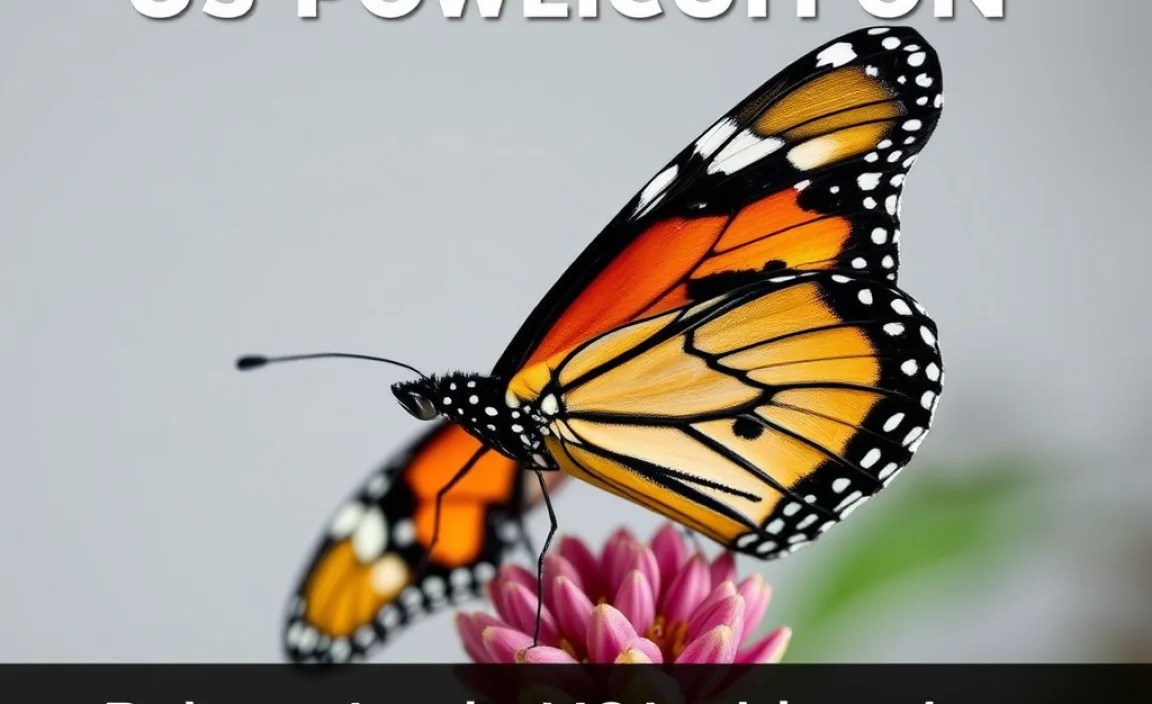 Painted Lady Migration Patterns Across the US