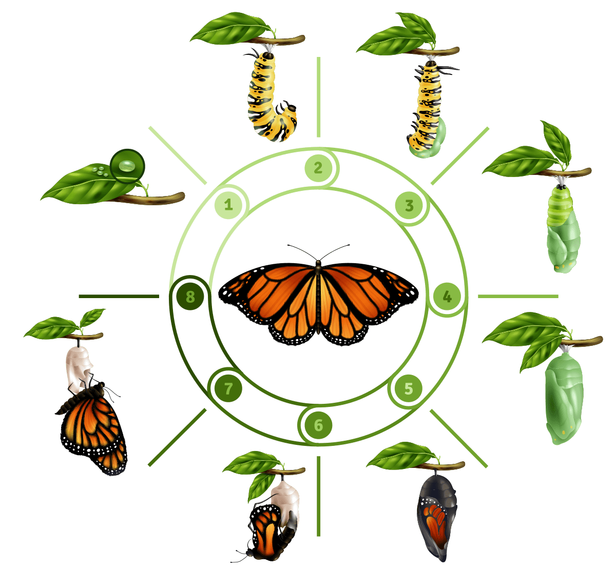 Life Cycle Of A Monarch Butterfly