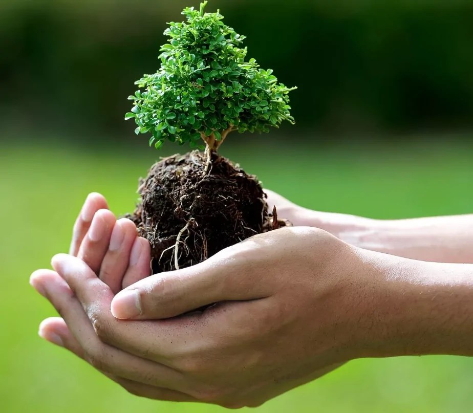 Tree Care Do’s and Don'ts Butterfly Labs