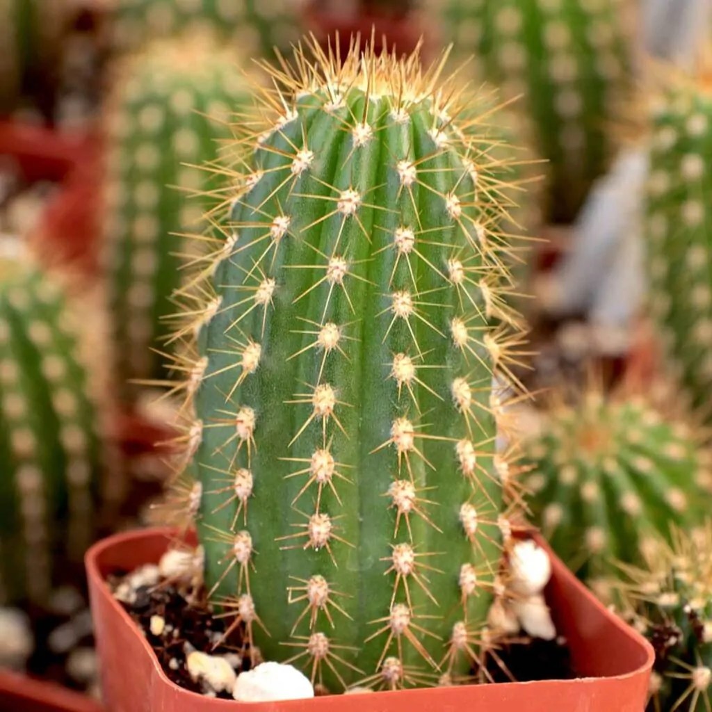 How To Take Care Of A Cactus In The Winter Ichigokids
