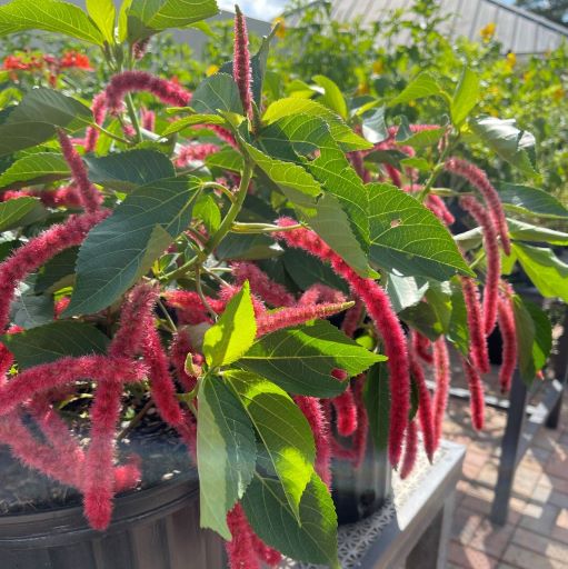 Chenille Plant Butterfly World