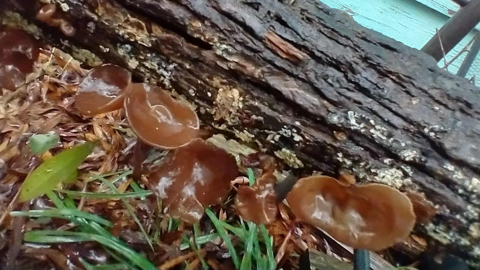 SichuanStyle Spicy Wood Ear Mushroom Salad Butter Mochi