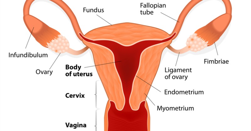 The Real Truth About Birth Control Pills That No One Talks About Butter Nutrition