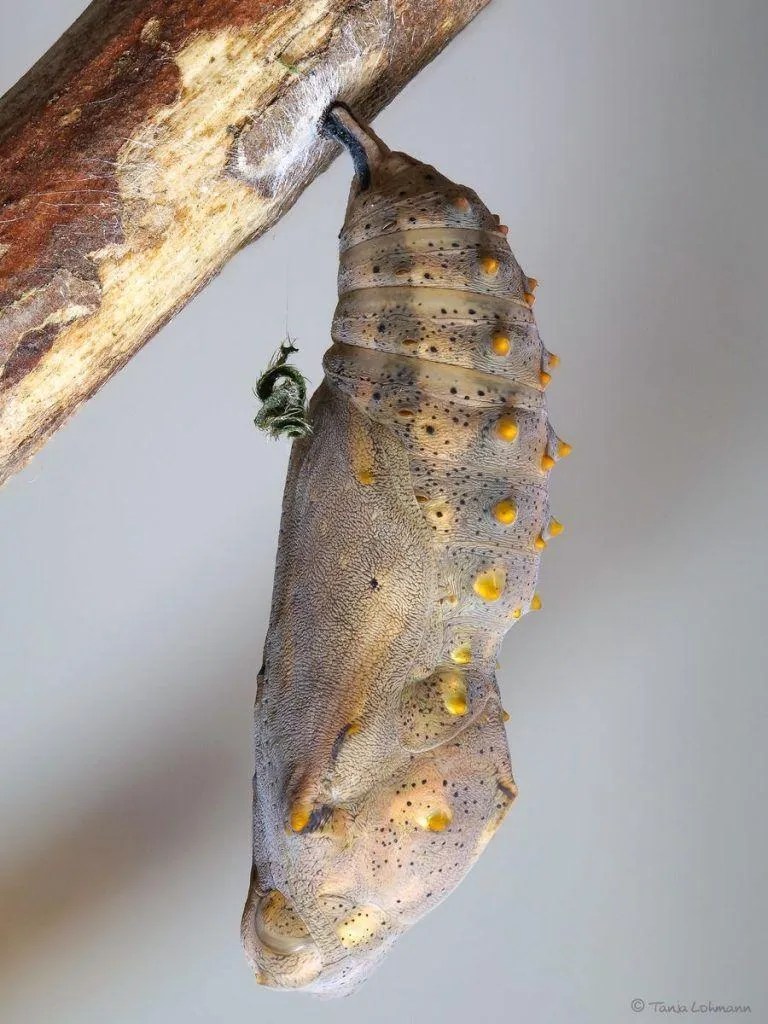 Butterfly Breeding Kit Habitat and 14 Caterpillars 🦋