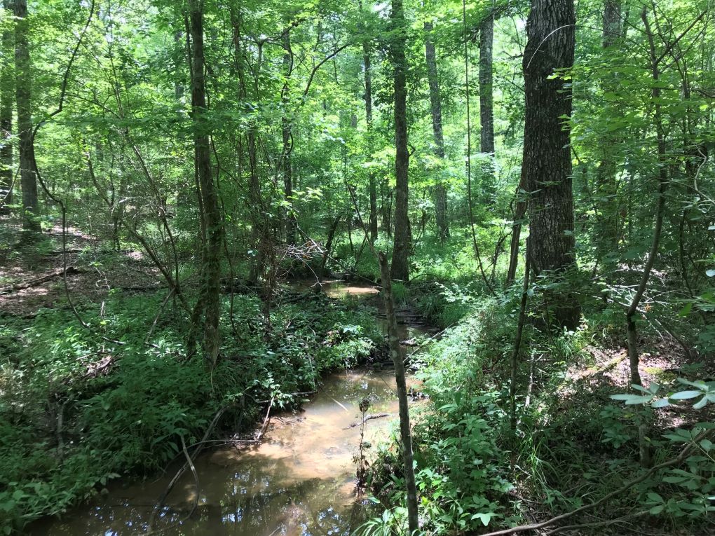 208 acres Coleman Lake Road Alabama Land For Sale