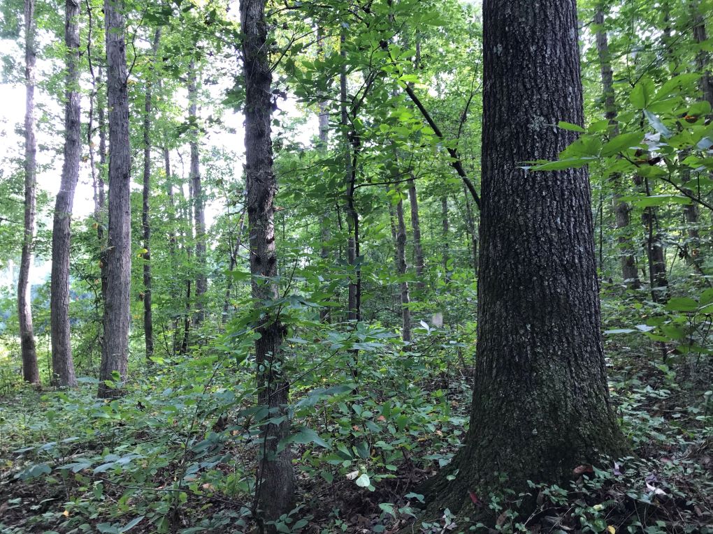 Susan Moore 40 ac Farm Alabama Land For Sale