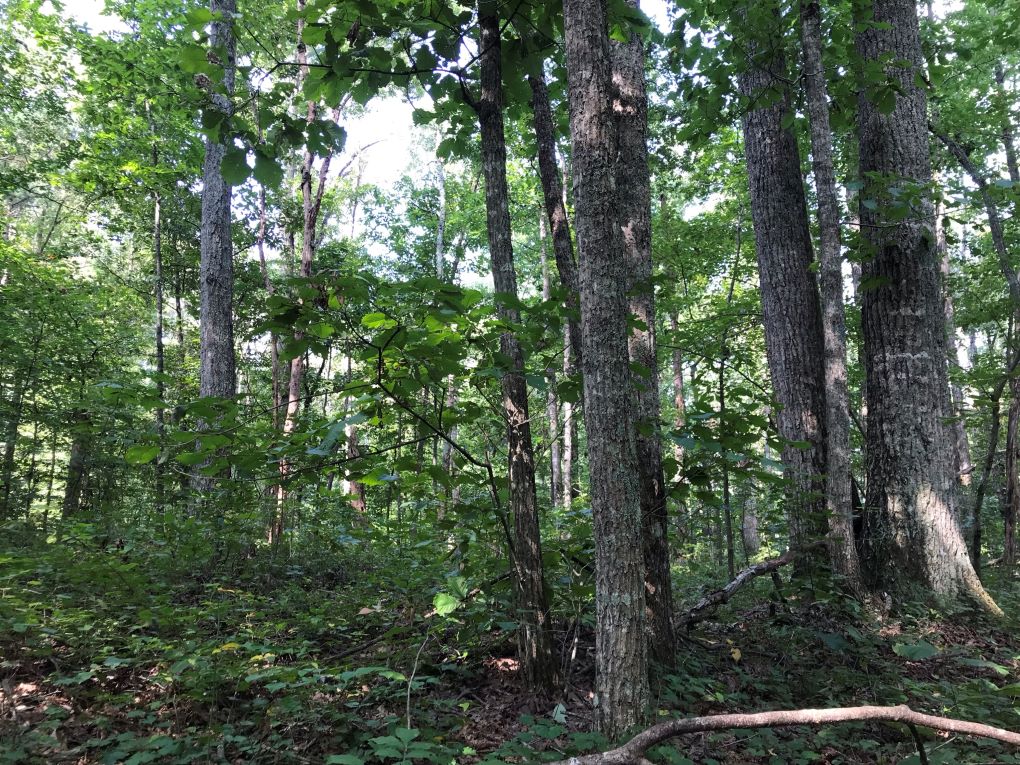 Susan Moore 40 ac Farm Alabama Land For Sale