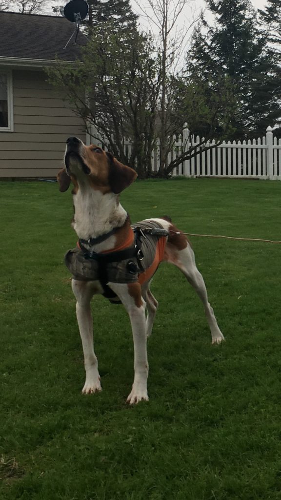 FREE TO GOOD HOME Fort Wayne Indiana Dogs Show Ad Buy and