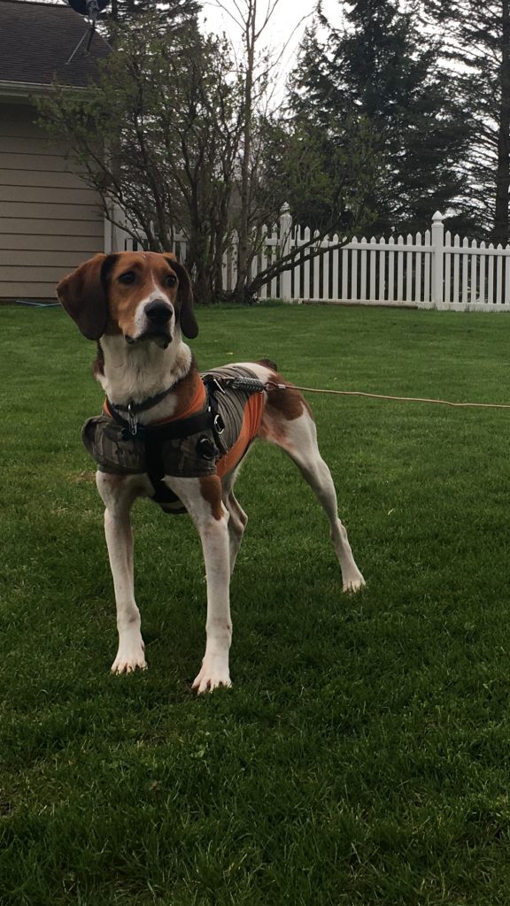 FREE TO GOOD HOME Fort Wayne Indiana Dogs Show Ad Buy and