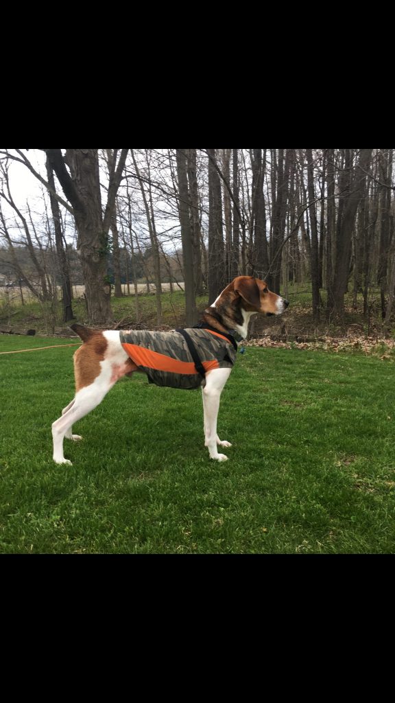 FREE TO GOOD HOME Fort Wayne Indiana Dogs Show Ad Buy and