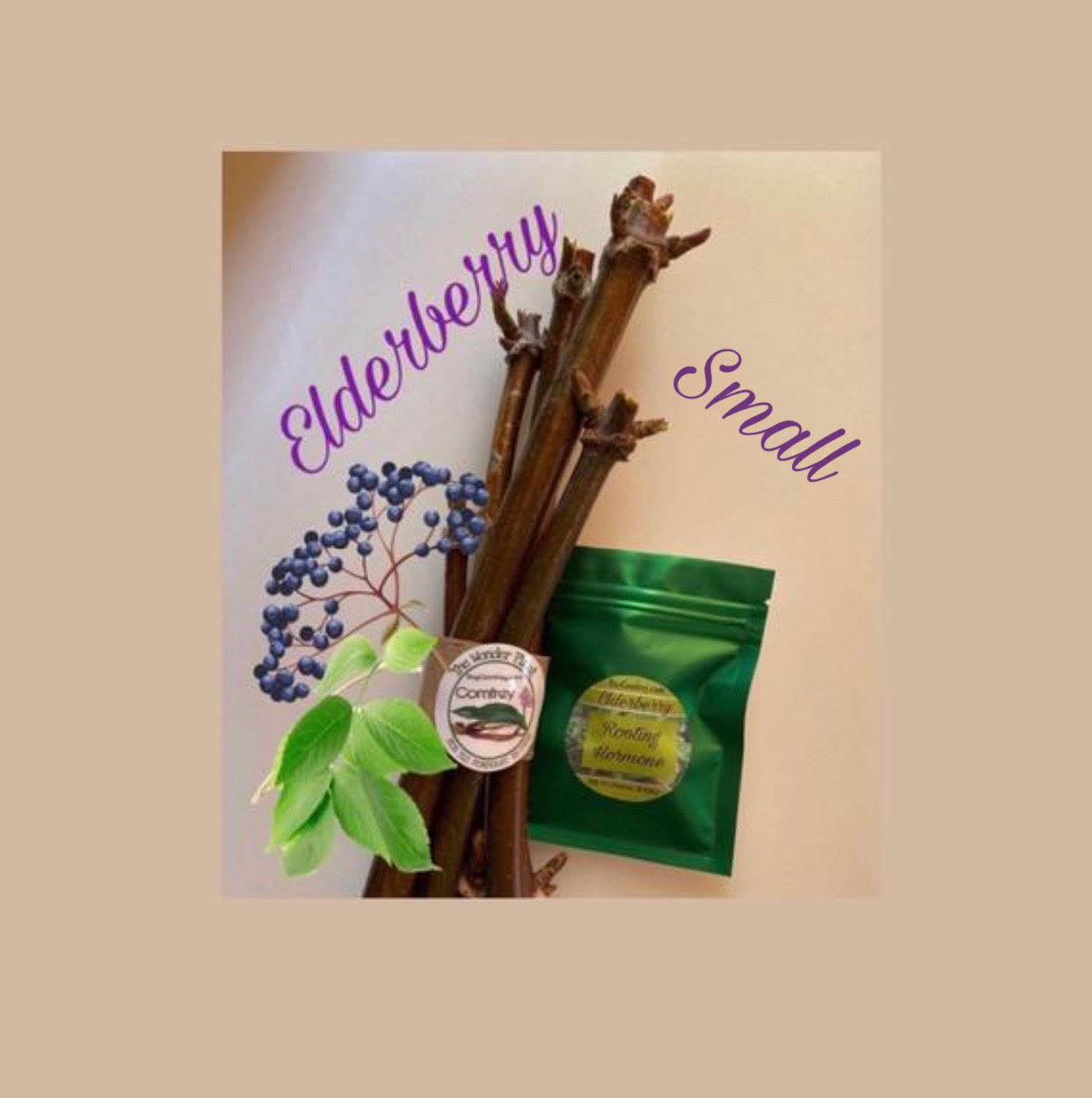 5 Elderberry Cuttings Small Comfrey For Sale