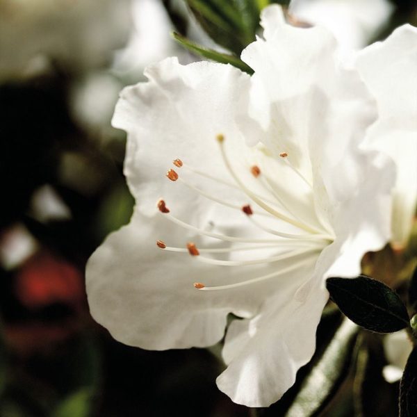 Autumn Angel Encore® Azalea Best Prices