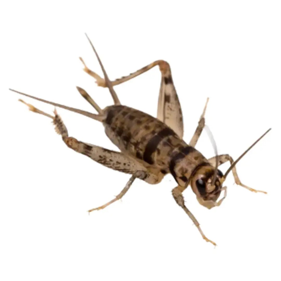 Buy Live Banded Crickets Online A New Breed with Exceptional
