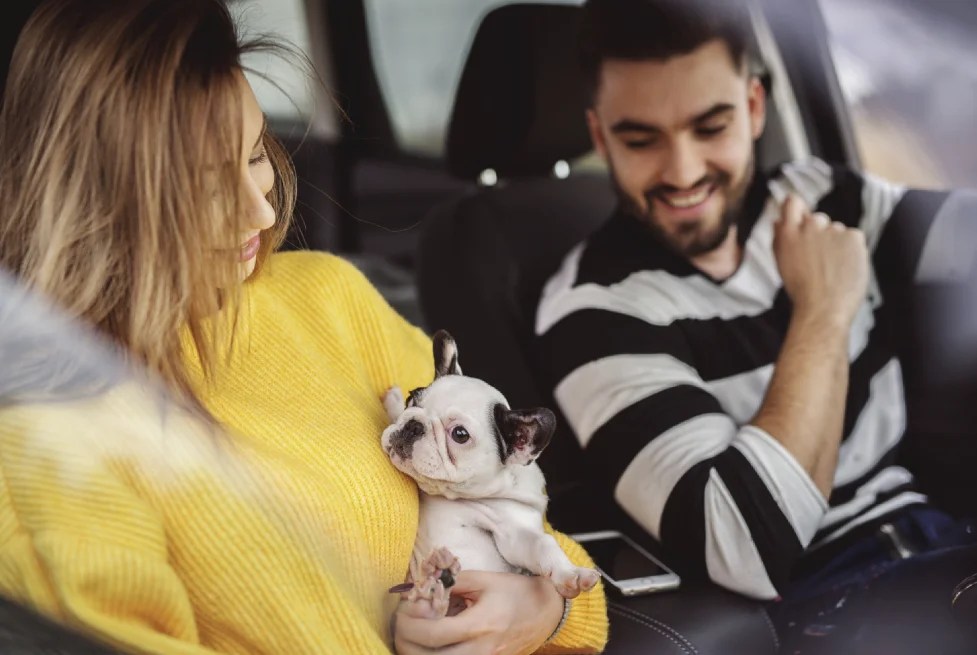 Small Dogs Carry Seat Owley's Guide to Luxe Pet Travel