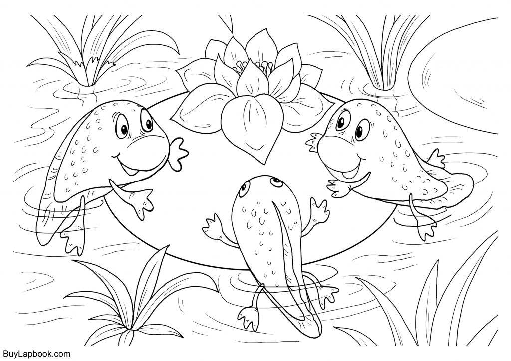 The Life Cycle of a Frog. Free Coloring Pages BuyLapbook