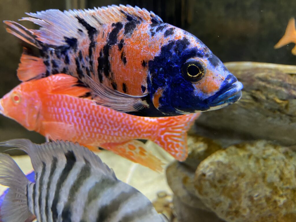 Our New Partner, Pet Central! Buy Local Bowling Green