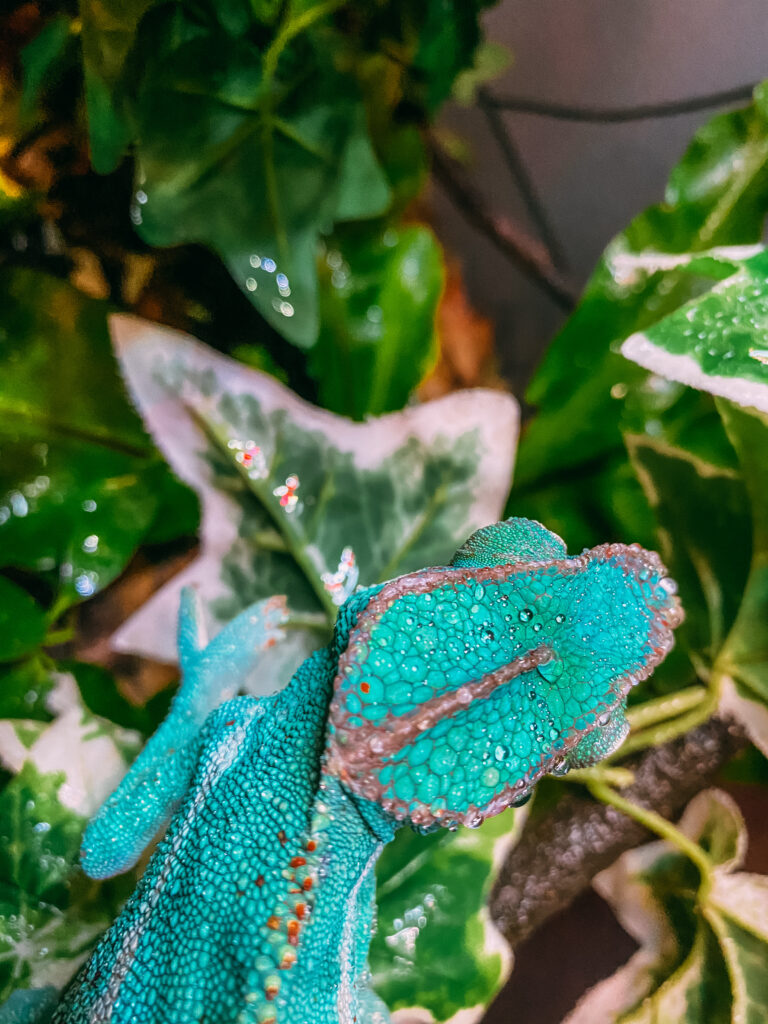 Our New Partner, Pet Central! Buy Local Bowling Green