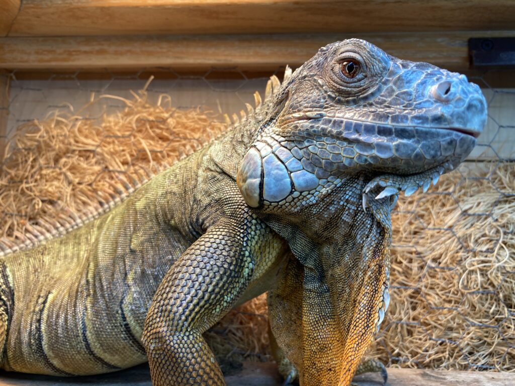 Our New Partner, Pet Central! Buy Local Bowling Green