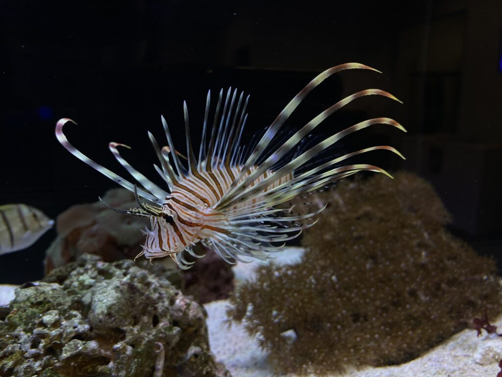 Our New Partner, Pet Central! Buy Local Bowling Green