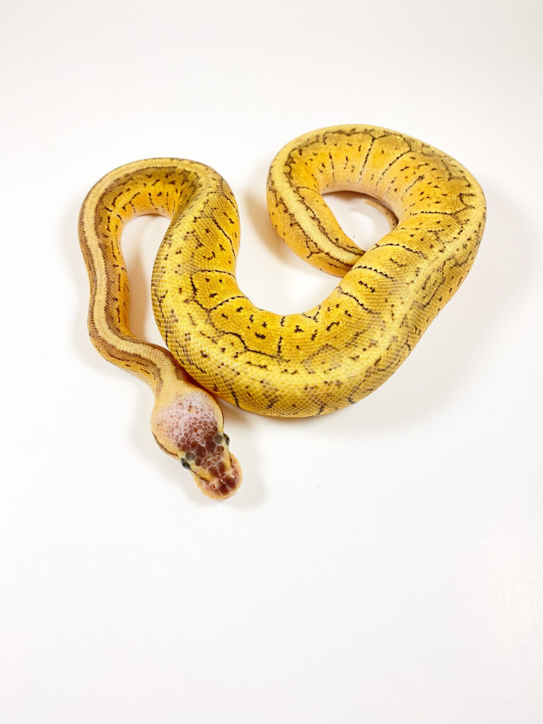 Our New Partner, Pet Central! Buy Local Bowling Green