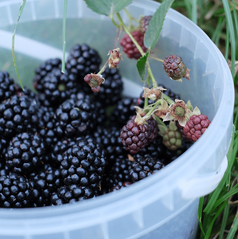 Buy Local Food Alabama