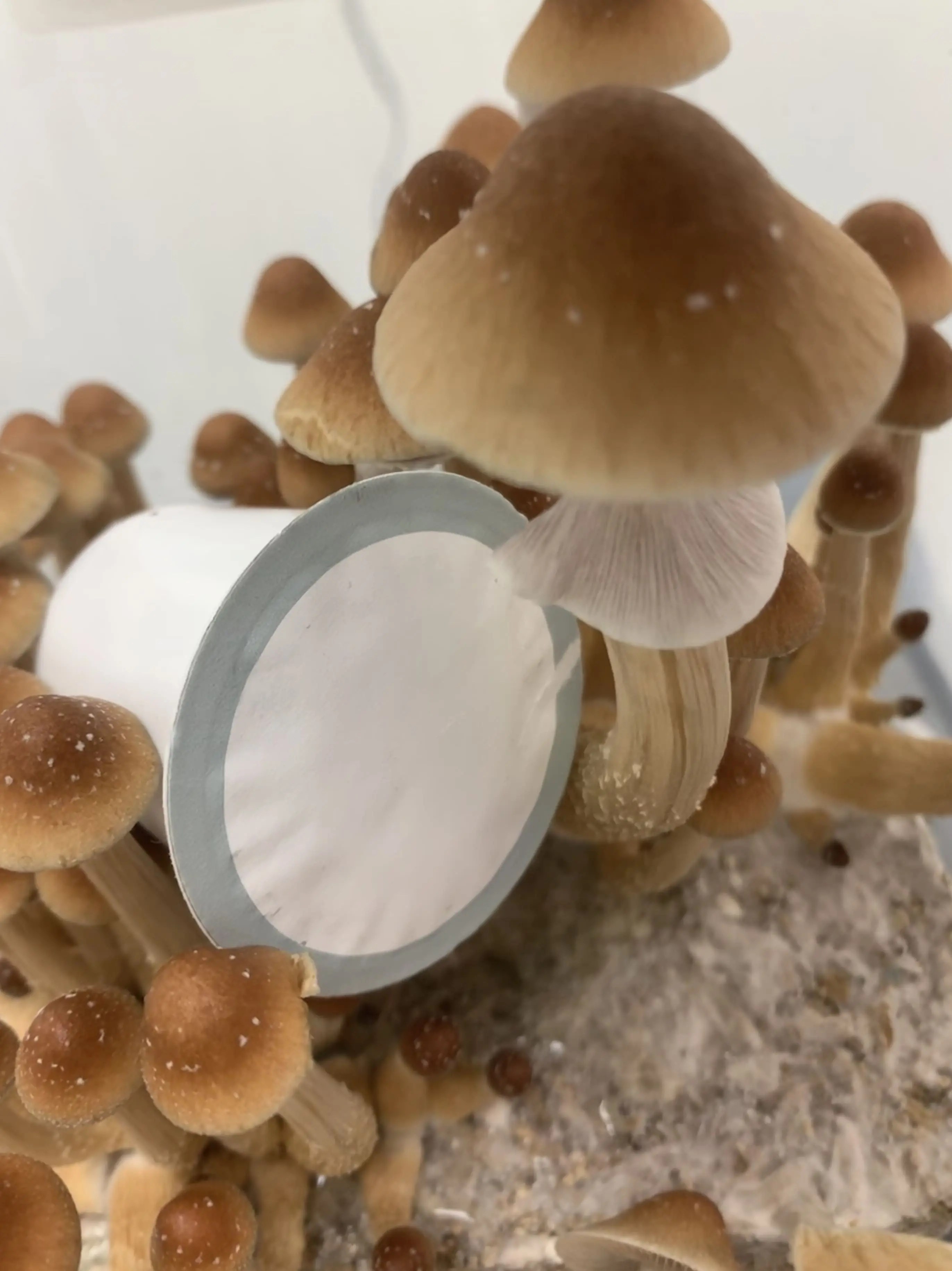 Magic Mushroom Psilocybin Coffee Kcups Buy Magic Mushrooms