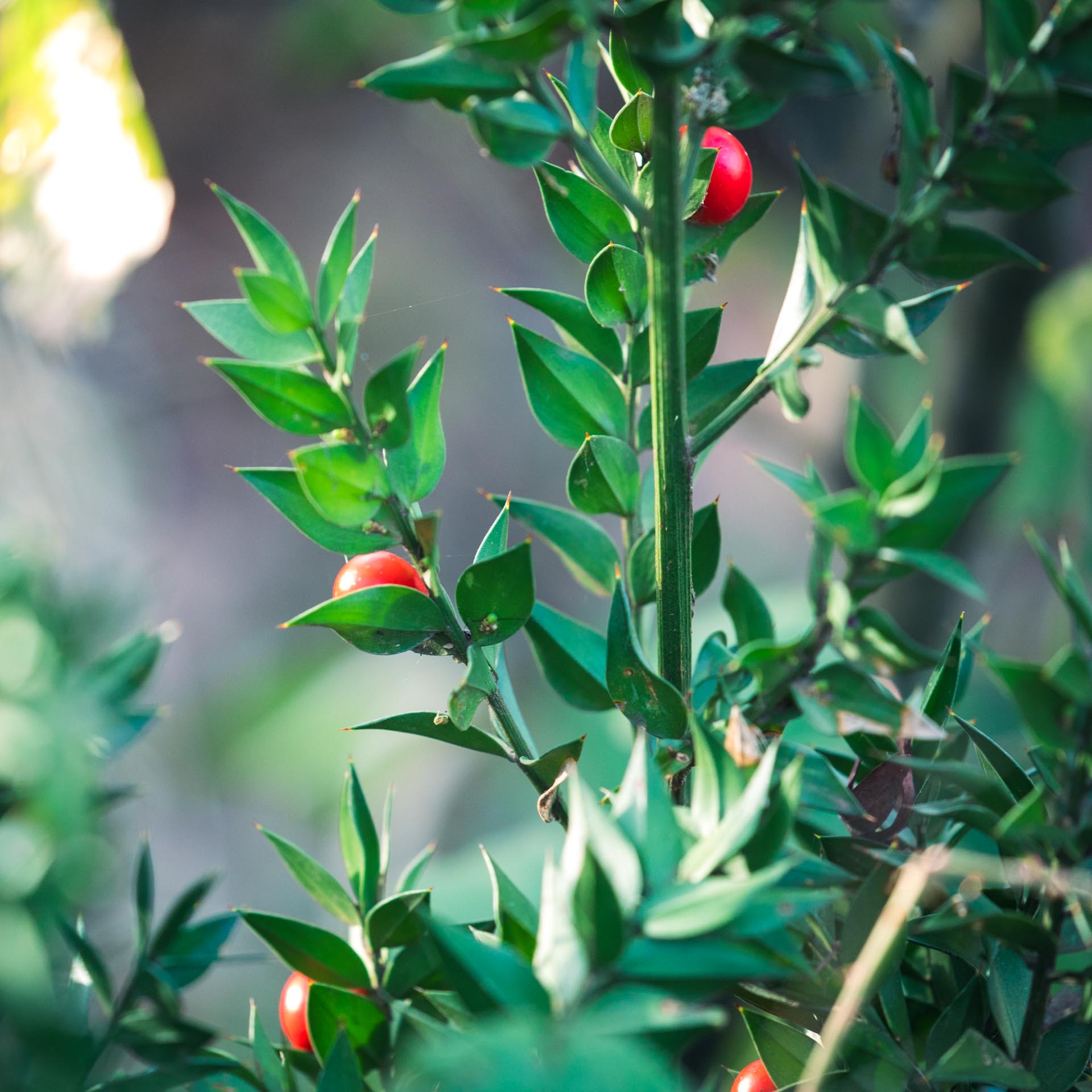 Butcher’s Broom Search & Buy Native Plants