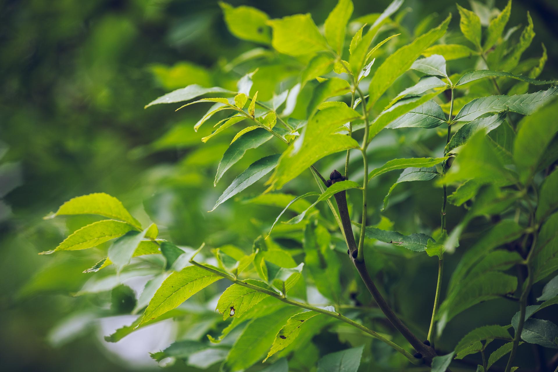 Buy Ash Plant Profile & UK Sellers Buy Native