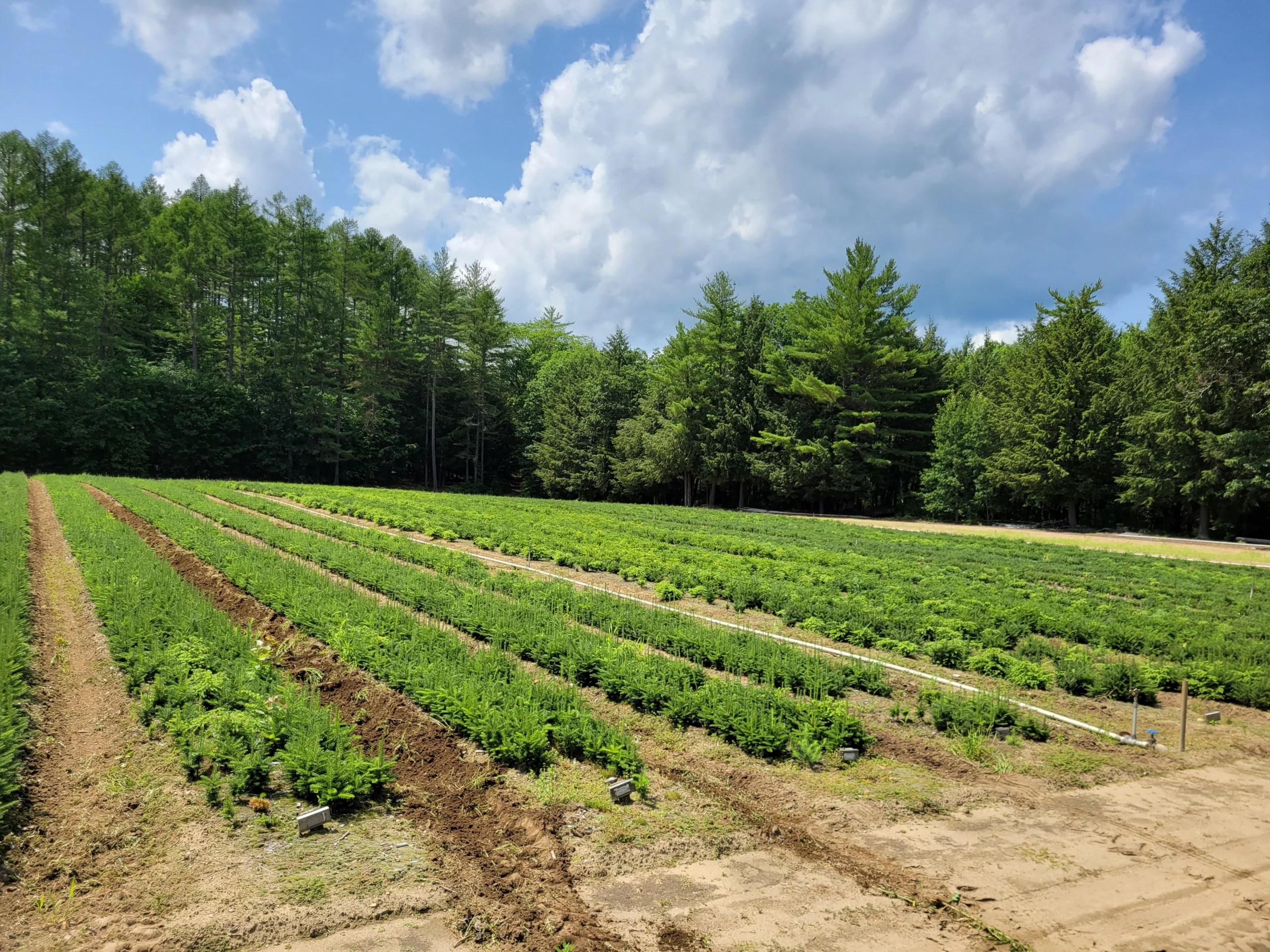 New Hampshire Seedlings Quality Seedlings since 1910