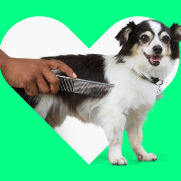 Petco Buy Now Pay Later Stores