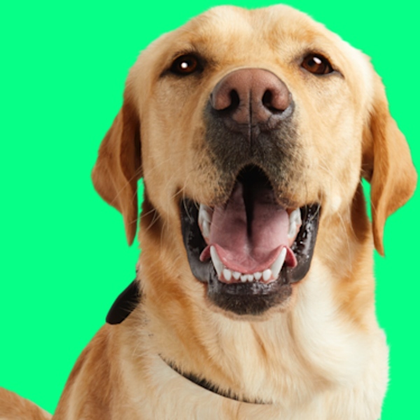 Petco Buy Now Pay Later Stores