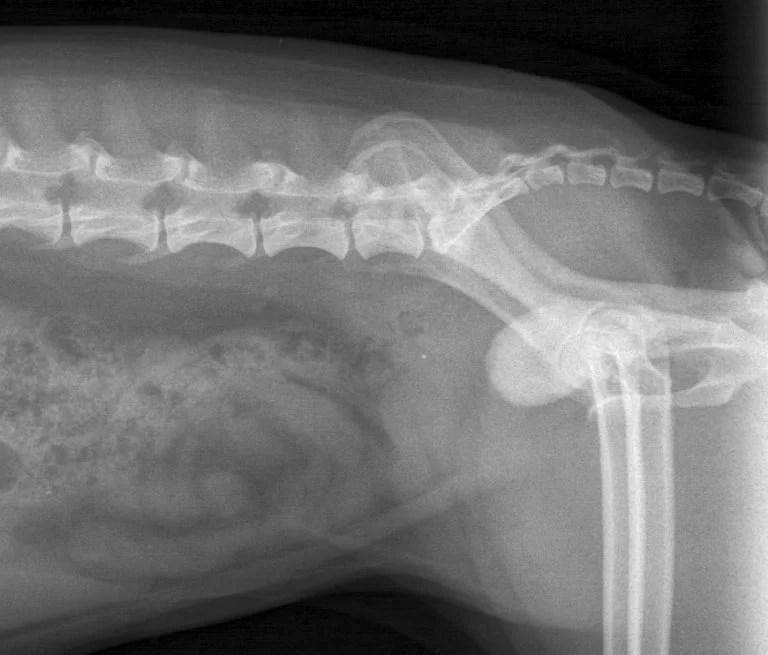 BLADDER STONEDOG