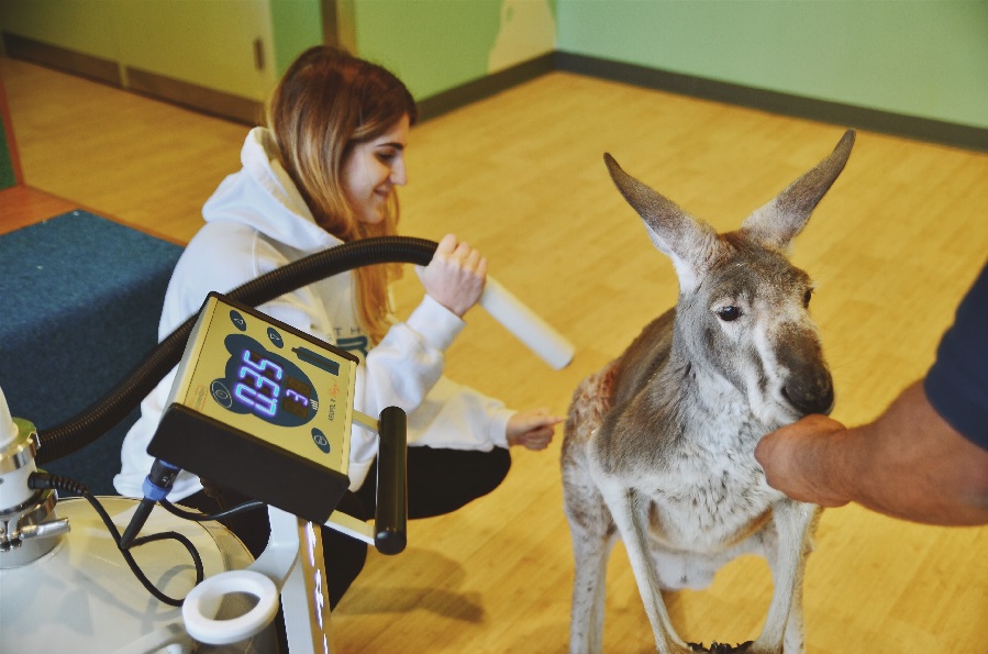 Nordic Edge Provides Cryotherapy Treatment To Help "Dave the Kangaroo