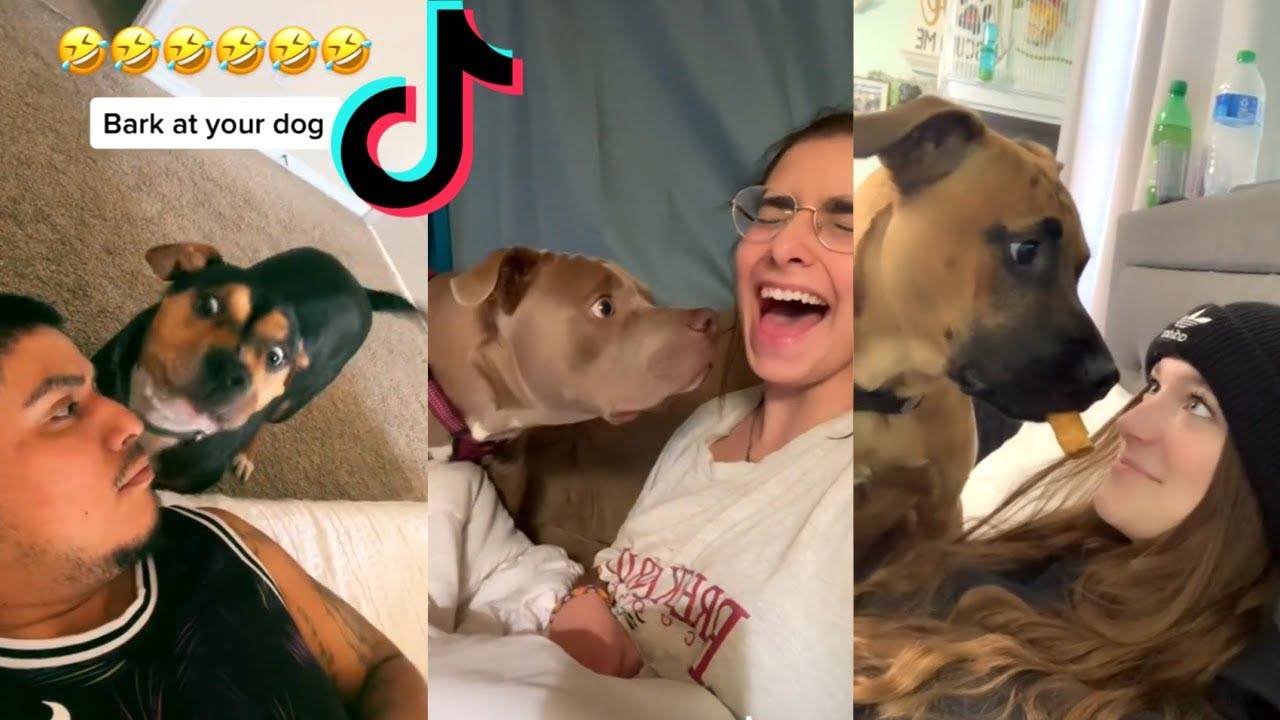 Tik Tok Trending Challenge “Pretend to Put Your Dog on a Diet” NAYAG Buzz
