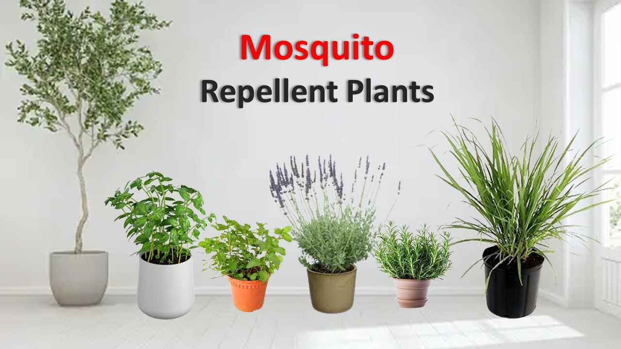 5 Indoor Mosquito repellent plants Buzz2Day