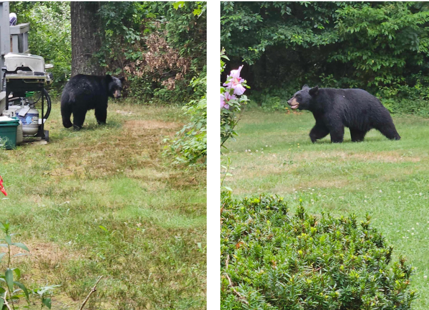 Halifax 8/20/2023 BuzzAround