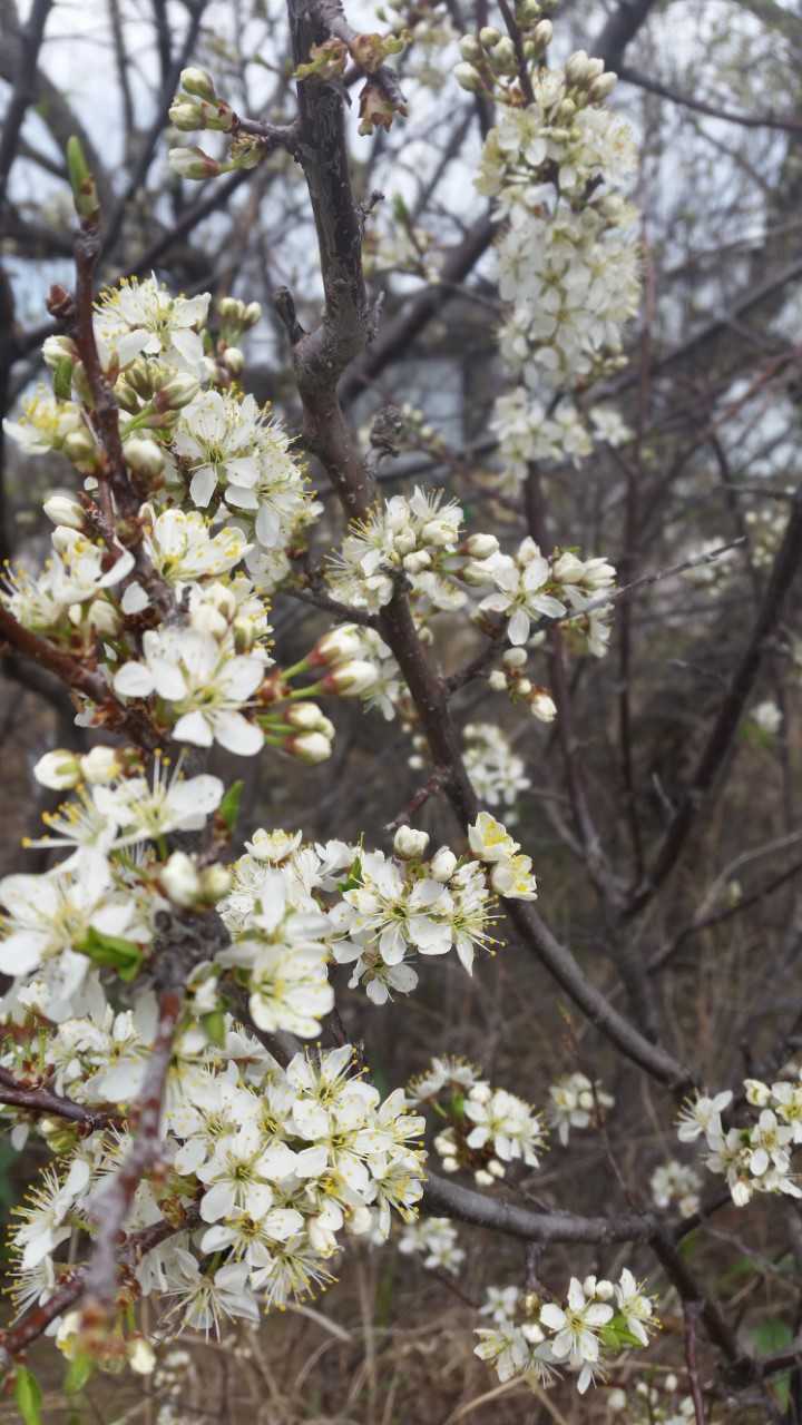 Trees for Pollinators The Buzz at Cherry Creek