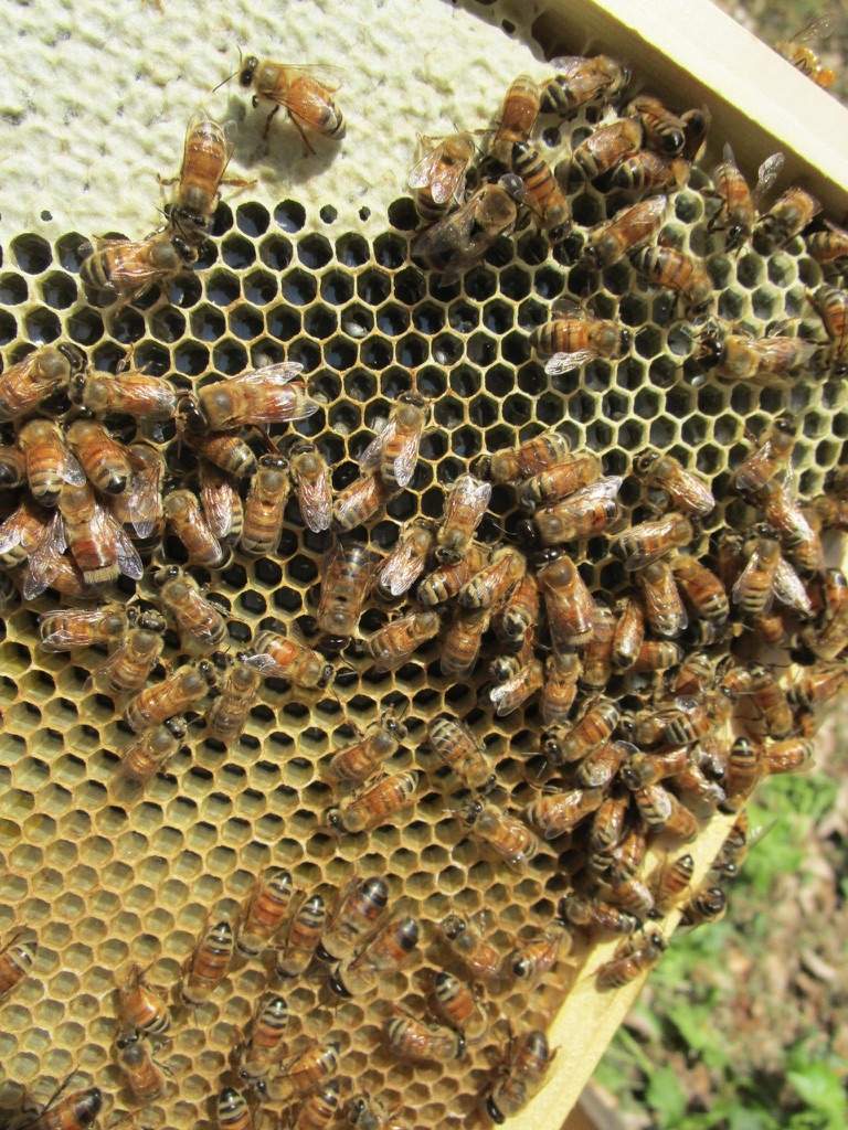 Apiary Starter Kit Buzz Beekeeping Supplies