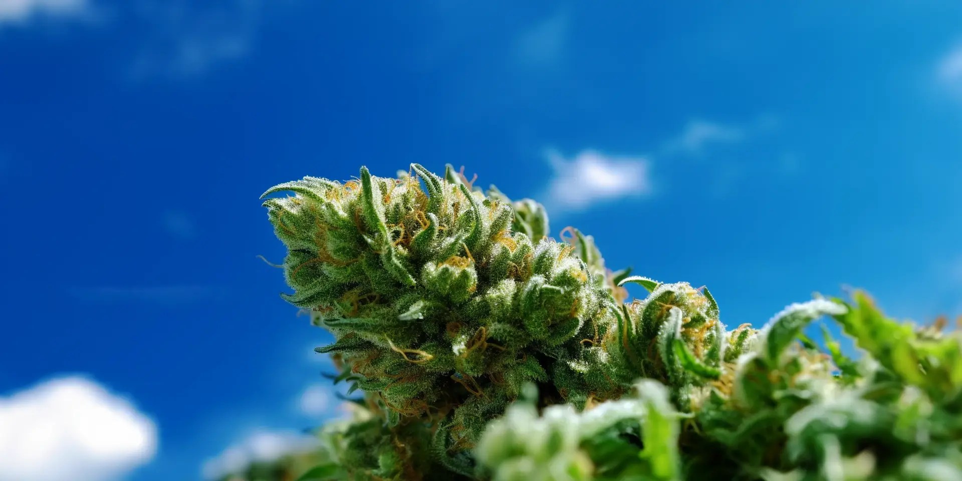 Mission Valley Buzz Cannabis Dispensary San Diego