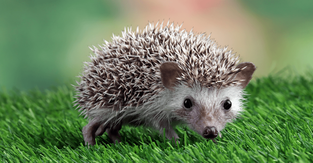 Top 10 ApartmentFriendly Pets Buzzitt