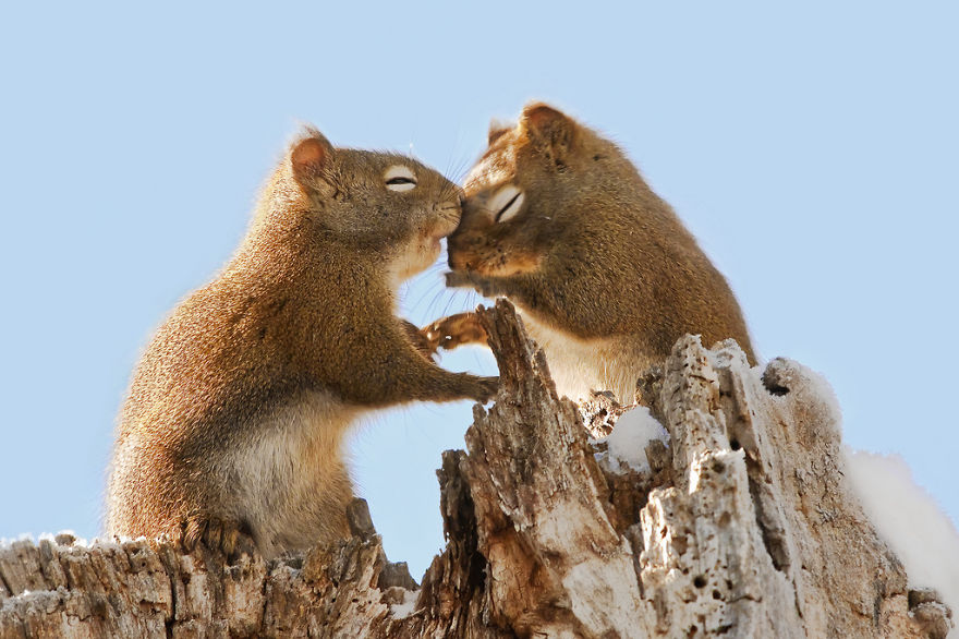 20 Animal Couples Will Teach You Everything You Need to Know About Love