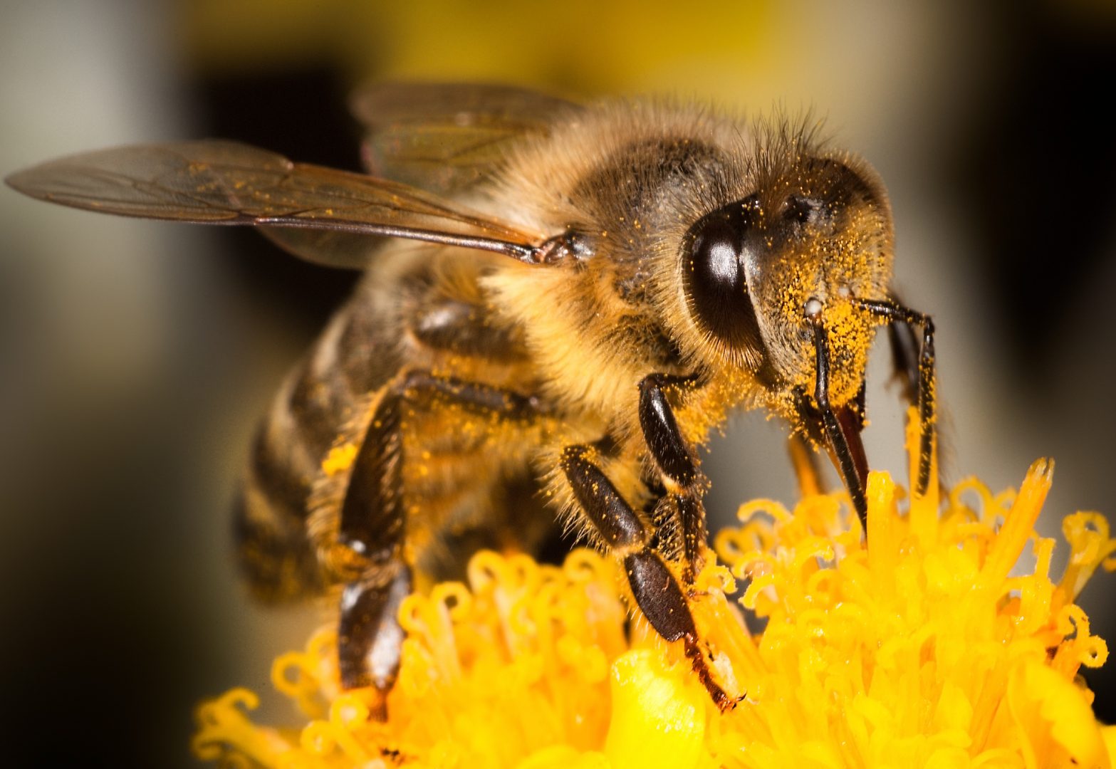 The Preservation and Importance of Bees Buzz Kill Pest Control