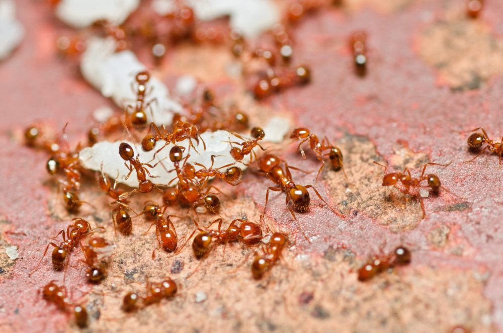 Pest of the Month May Fire Ant Buzz Kill Pest Control