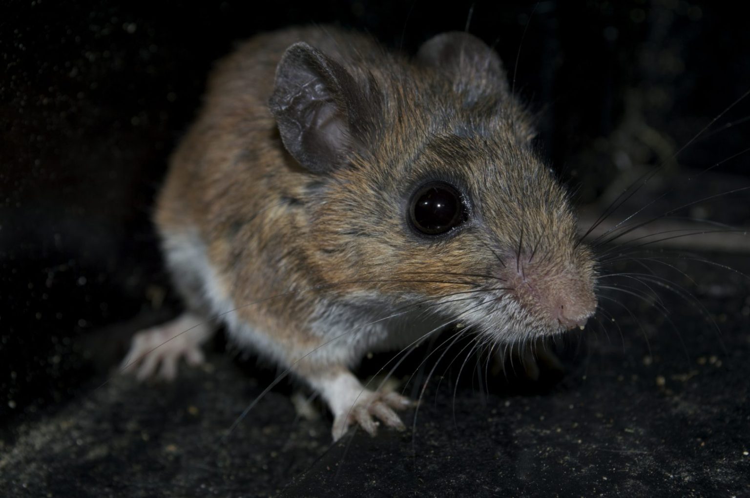 Pest of the Month Termites Buzz Kill Pest Control