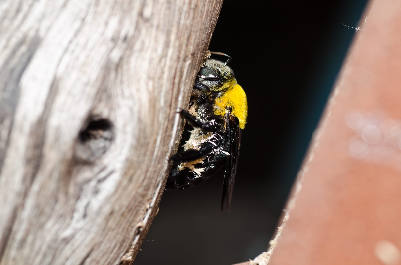 Pest of the Month April Carpenter Bee Buzz Kill Pest Control
