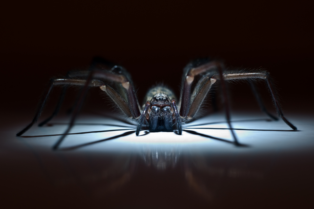 Pest of the Month Spiders Buzz Kill Pest Control