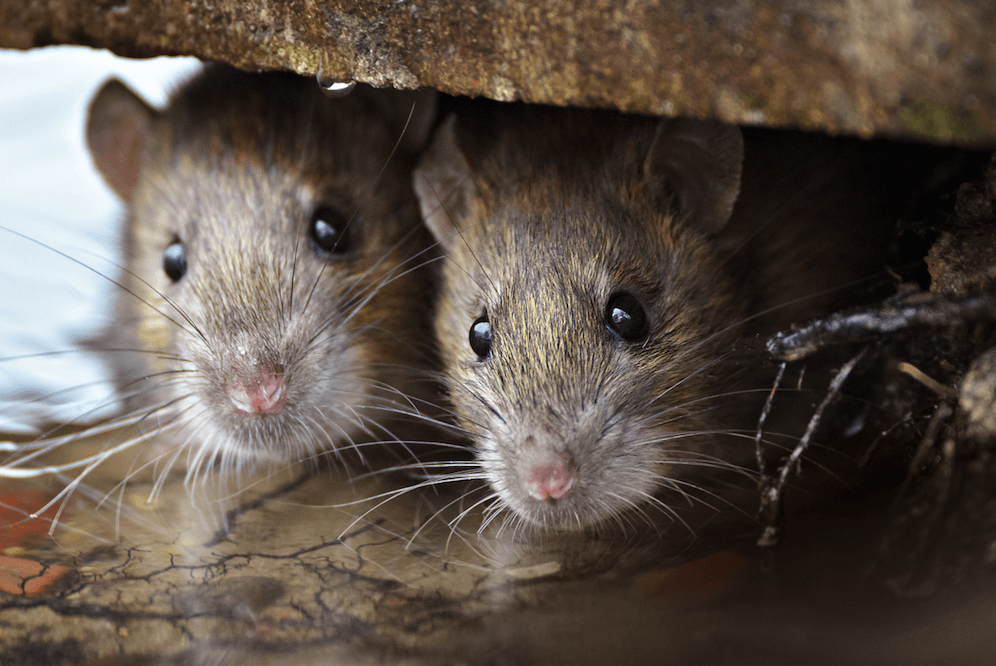 Pest Control Rodents Near Me Pest Control